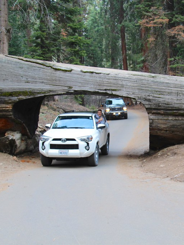 Things to Do at Sequoia National Park’s Tunnel Log, Things to Do at Sequoia, Things to Do in  Tunnel Log, 