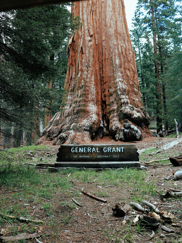 General Grant Tree