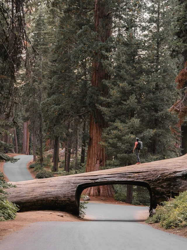 Things to Do at Sequoia National Park’s Tunnel Log, Things to Do at Sequoia, Things to Do in Tunnel Log,