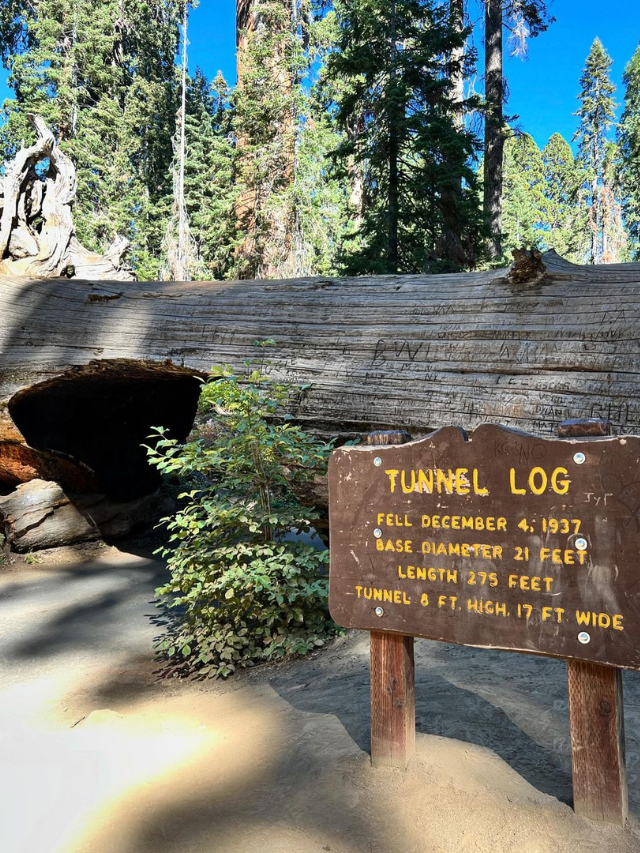 Things to Do at Sequoia National Park’s Tunnel Log, Things to Do at Sequoia, Things to Do in Tunnel Log,