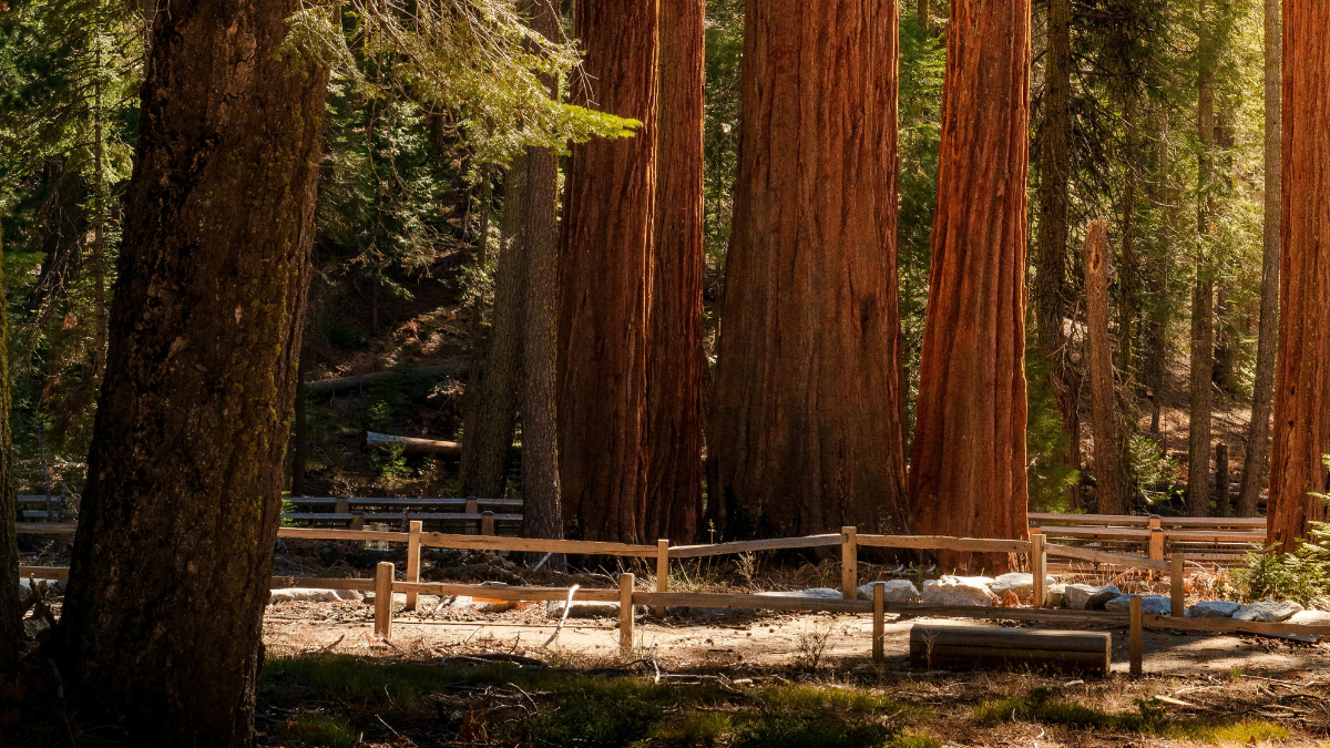 Entrance fees for Sequoia National Park, Sequoia National Park fees, Sequoia National Park guide, Sequoia National Park Travel guide, Sequoia guide