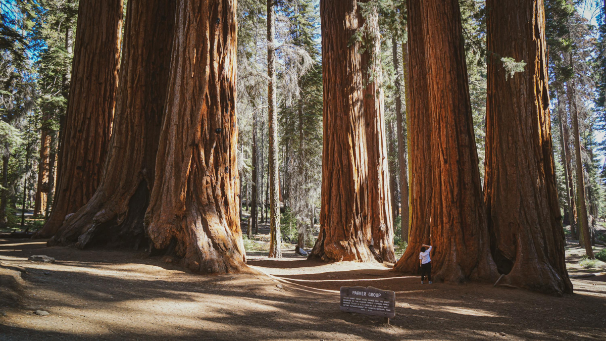 Sequoia and Kings Canyon Entrance Fees and Passes, How to Purchase Sequoia Passes, Sequoia entrance fees, Sequoia passes, Kings Canyon Entrance Fees, Kings Canyon fees