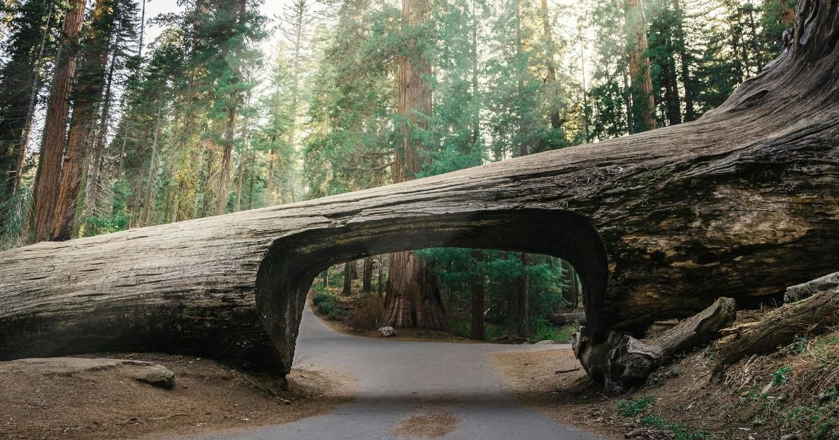 Things to Do at Sequoia National Park’s Tunnel Log, Things to Do at Sequoia, Things to Do in Tunnel Log,
