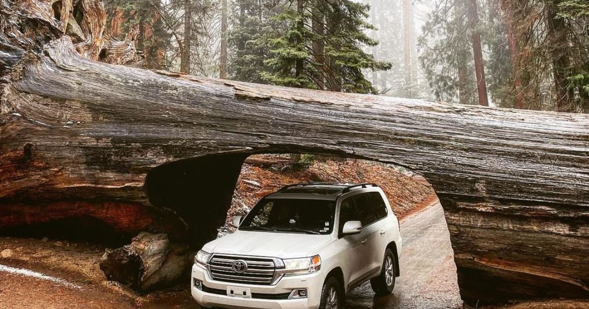 Things to Do at Sequoia National Park’s Tunnel Log, Things to Do at Sequoia, Things to Do in Tunnel Log,