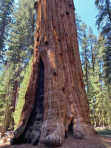 Shevan Tree How to Visit the General Sherman Tree: Complete Guide | VSNP