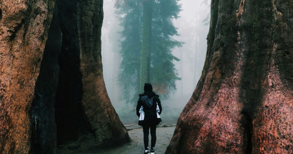 How to Spend One Day in Sequoia National Park | VSNP