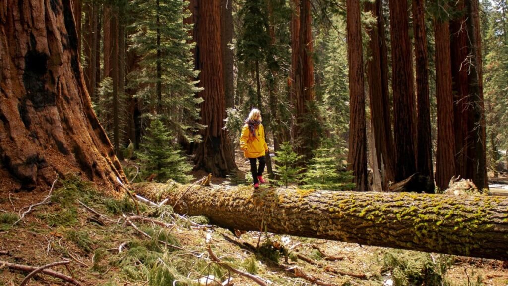 Spend 2 Days in Sequoia National Park, Sequoia National Park Itinerary, Two Day Itinerary for Sequoia National Park,