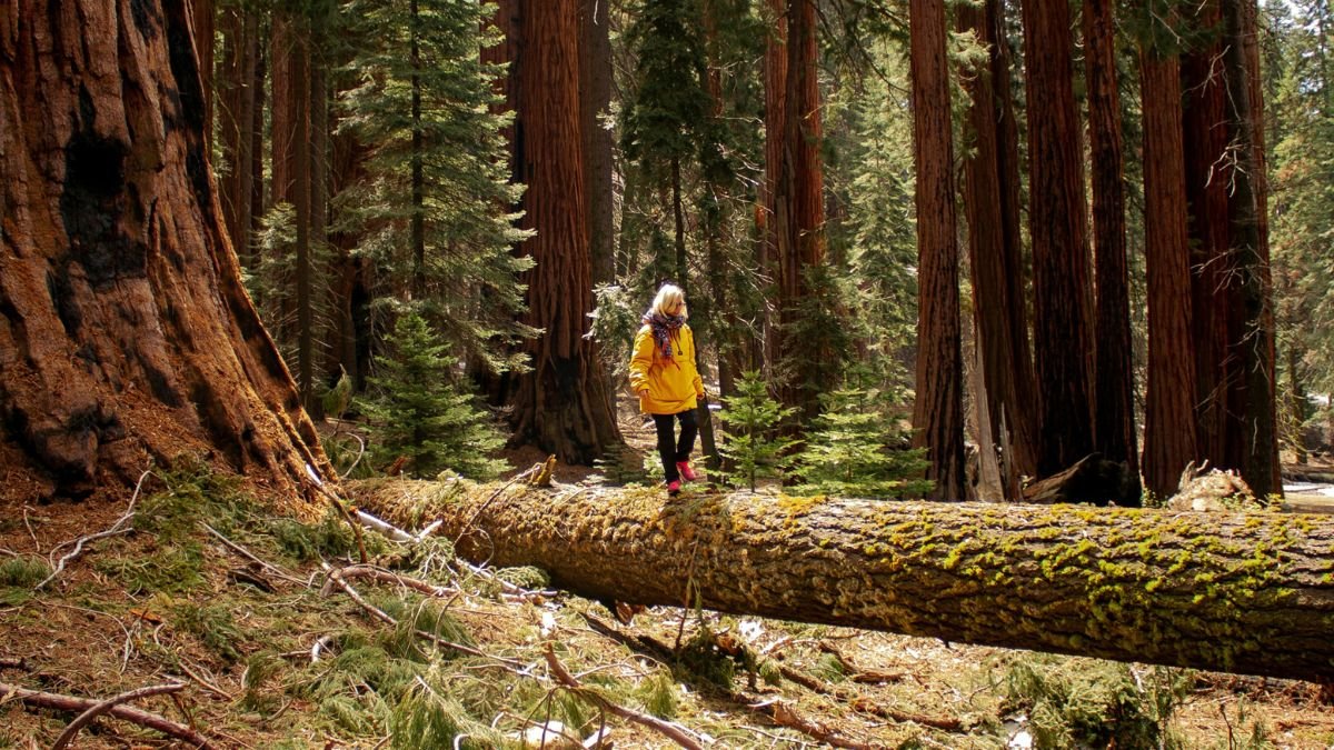 Spend 2 Days in Sequoia National Park, Sequoia National Park Itinerary, Two Day Itinerary for Sequoia National Park,
