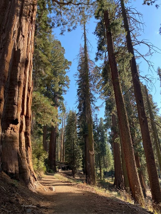 Best Way to Spend 2 Days in Sequoia National Park Tips