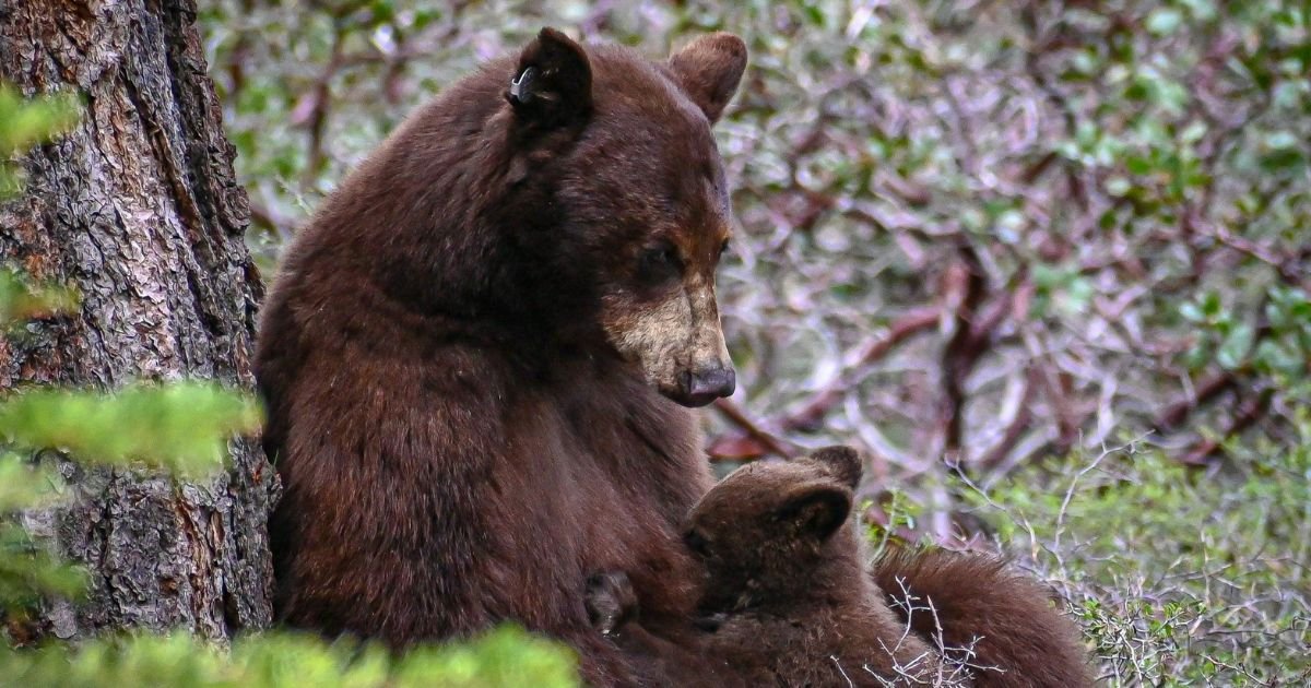 A mother black bear with her cub rests near a tree in lush greenery, offering a perfect chance to spot bears in Sequoia. The serene forest setting highlights their natural habitat.
