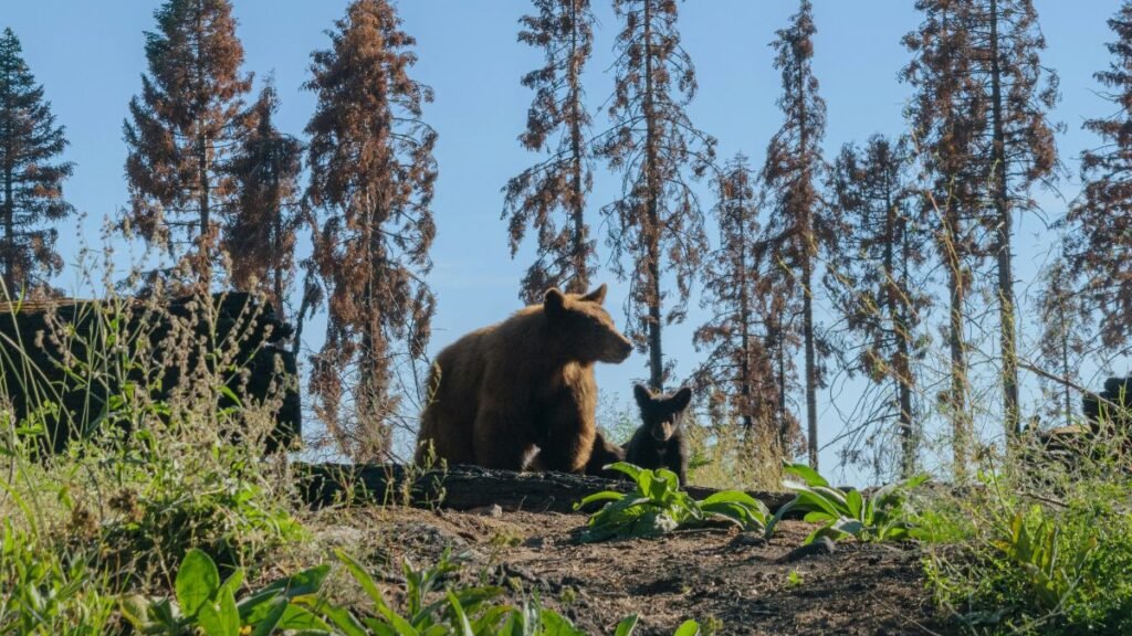 A black bear stands with its cub on a grassy hill surrounded by tall trees under a clear sky, ideal for those eager to spot bears in Sequoia during a wild adventure.