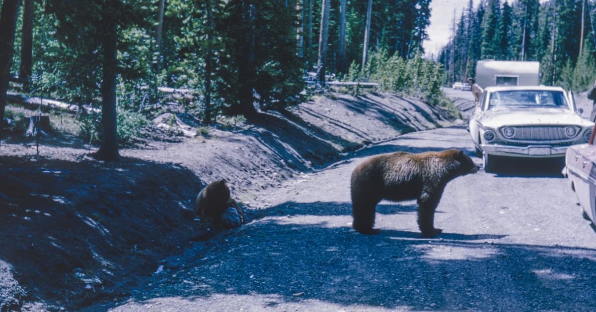 A black bear and cub cross a road near parked cars in a forested area, showcasing a unique moment to spot bears in Sequoia while driving through the park.