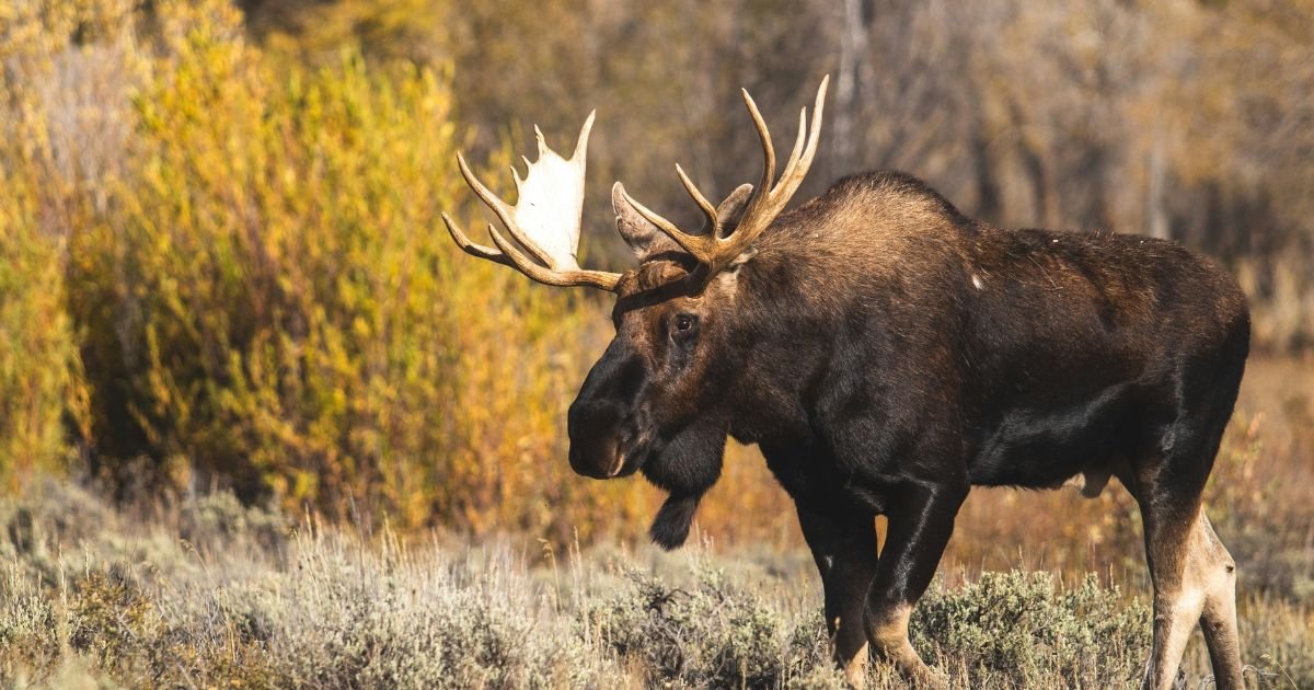 Grand Teton National Park, things to do in Grand Teton National Park, Grand Teton National Park mistakes, Grand Teton National Park activities