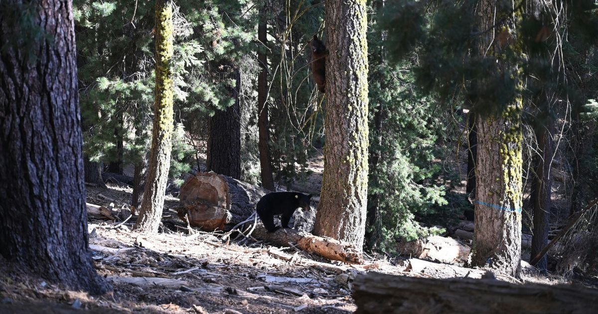 A black bear climbs a tree in a dense forest with fallen logs, providing an exciting opportunity to spot bears in Sequoia among the towering trees and natural surroundings.