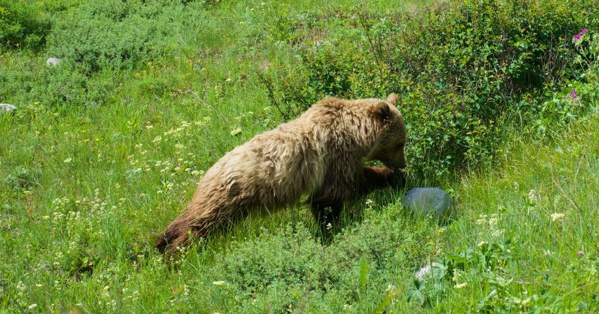 glacier national park, things to do in glacier national park, glacier national park mistakes, Glacier national park activities