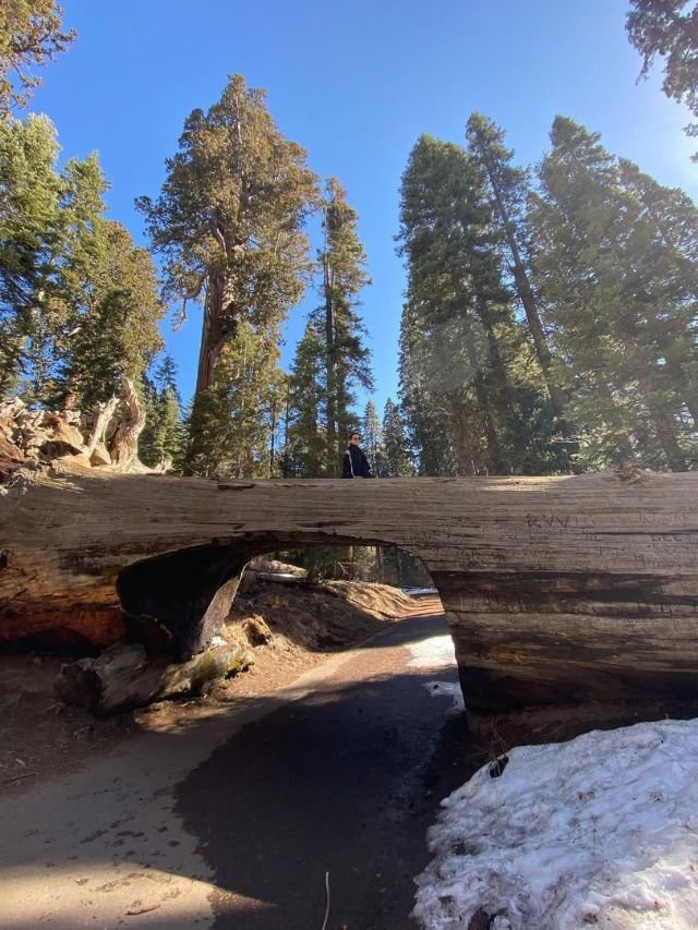 A person sitting atop the Tunnel Log, a fallen giant sequoia tree with a road cut through the center.