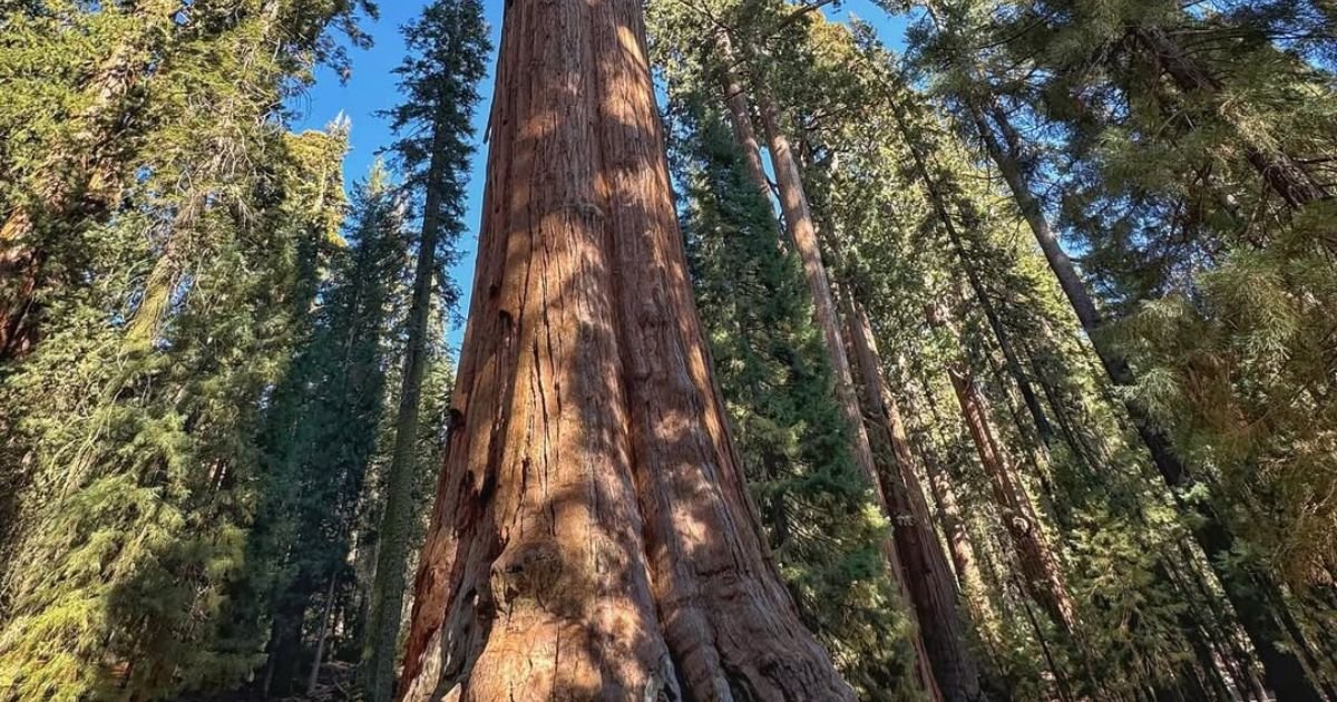 Crescent Meadow Loop. Giant Sequoias