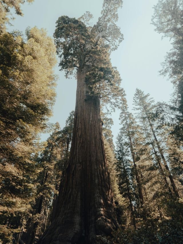 Looking up at the massive trunk and canopy of the General Sherman Tree, the world's largest tree by volume.