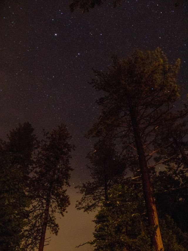 A view of a dark, starry night sky above the silhouettes of tall pine and sequoia trees.